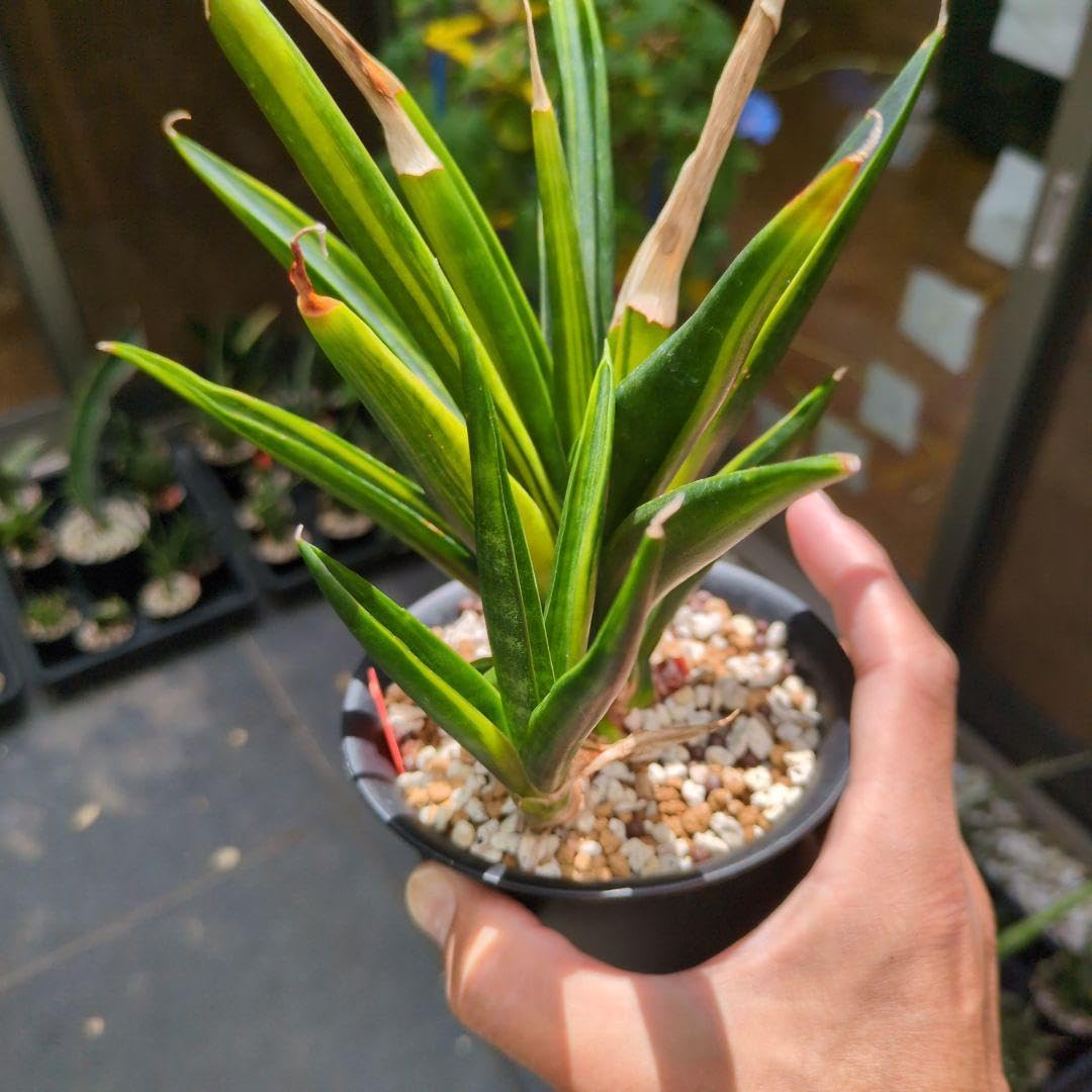 Amazon.co.jp: 斑入り サンセベリア Black Makayla サンスベリア